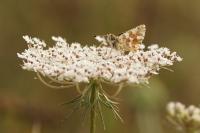 Spialia sertorius