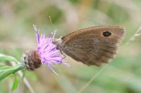 Minois dryas
