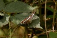 Araschnia levana