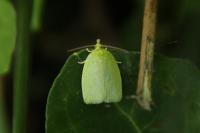 Tortrix viridana