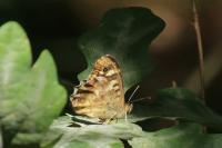 Pararge aegeria