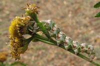 Cucullia absinthii