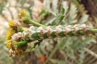 Cucullia absinthii