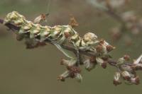Cucullia absinthii