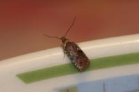 Agonopterix purpurea