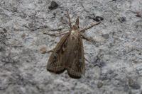 Thopeutis cicatricella