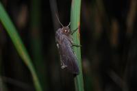 Nonagria typhae