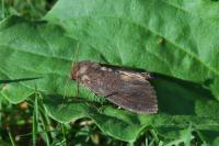 Nonagria typhae