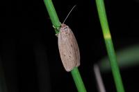Pelosia obtusa
