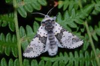 Furcula bicuspis