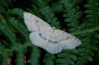Cyclophora albipunctata