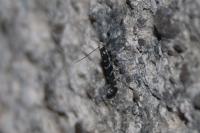 Parectopa ononidis