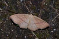 Cyclophora linearia