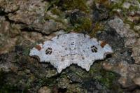 Macaria notata