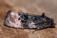 Metendothenia atropunctana