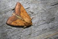 Pyrrhia umbra