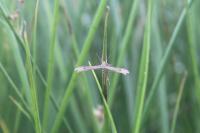 Stenoptilia eborinodactyla