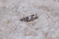 Epinotia demarniana