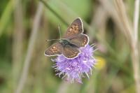 Lycaena tityrus