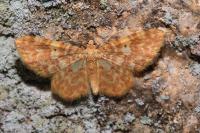 Hydrelia flammeolaria