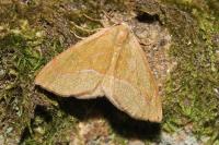 Hylaea fasciaria