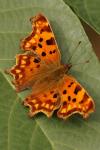 Polygonia c-album