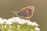 Coenonympha pamphilus