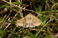 Helicoverpa armigera