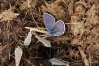 Cyaniris semiargus