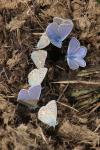 Polyommatus icarus