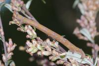 Biston betularia