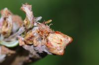 Biston betularia