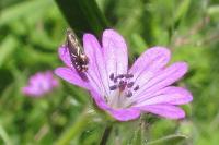 Glyphipterix simpliciella