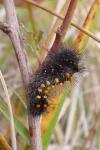 Acronicta auricoma