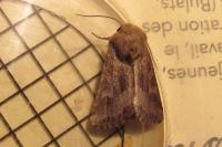 Luperina dumerilii
