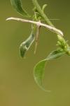 Emmelina monodactyla