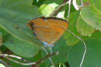 Thecla betulae