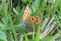 Lycaena phlaeas
