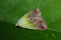 Eublemma purpurina