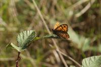 Lasiommata megera