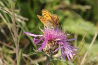 Lycaena tityrus