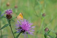 Lycaena phlaeas