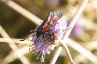 Zygaena trifolii