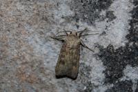 Agrotis segetum