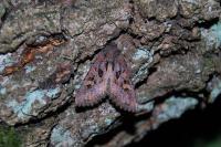 Trigonophora jodea