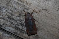 Conistra ligula