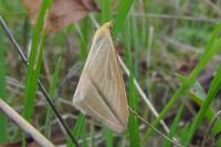 Rhodometra sacraria