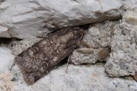 Agrotis trux