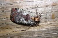 Epilecta linogrisea