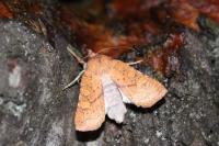 Jodia croceago